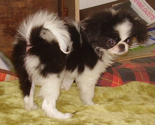 Japanese Chin For Sale in Texas (9) | Petzlover
