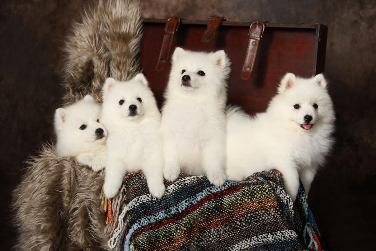 Japanese Spitz Puppies For Sale | Rialto, CA #98308
