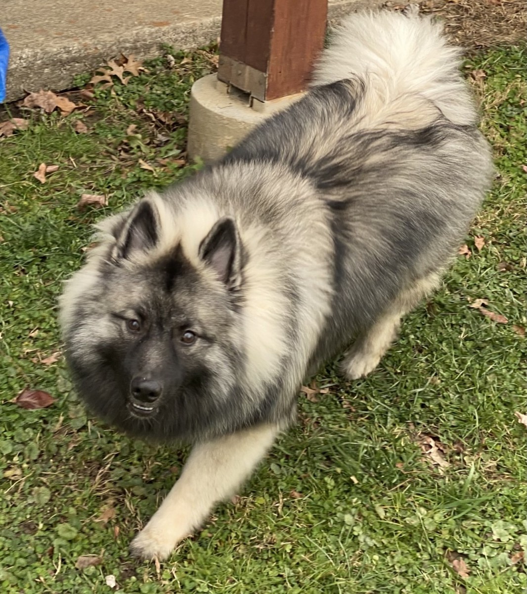 Keeshond For Sale in Ohio (4) | Petzlover