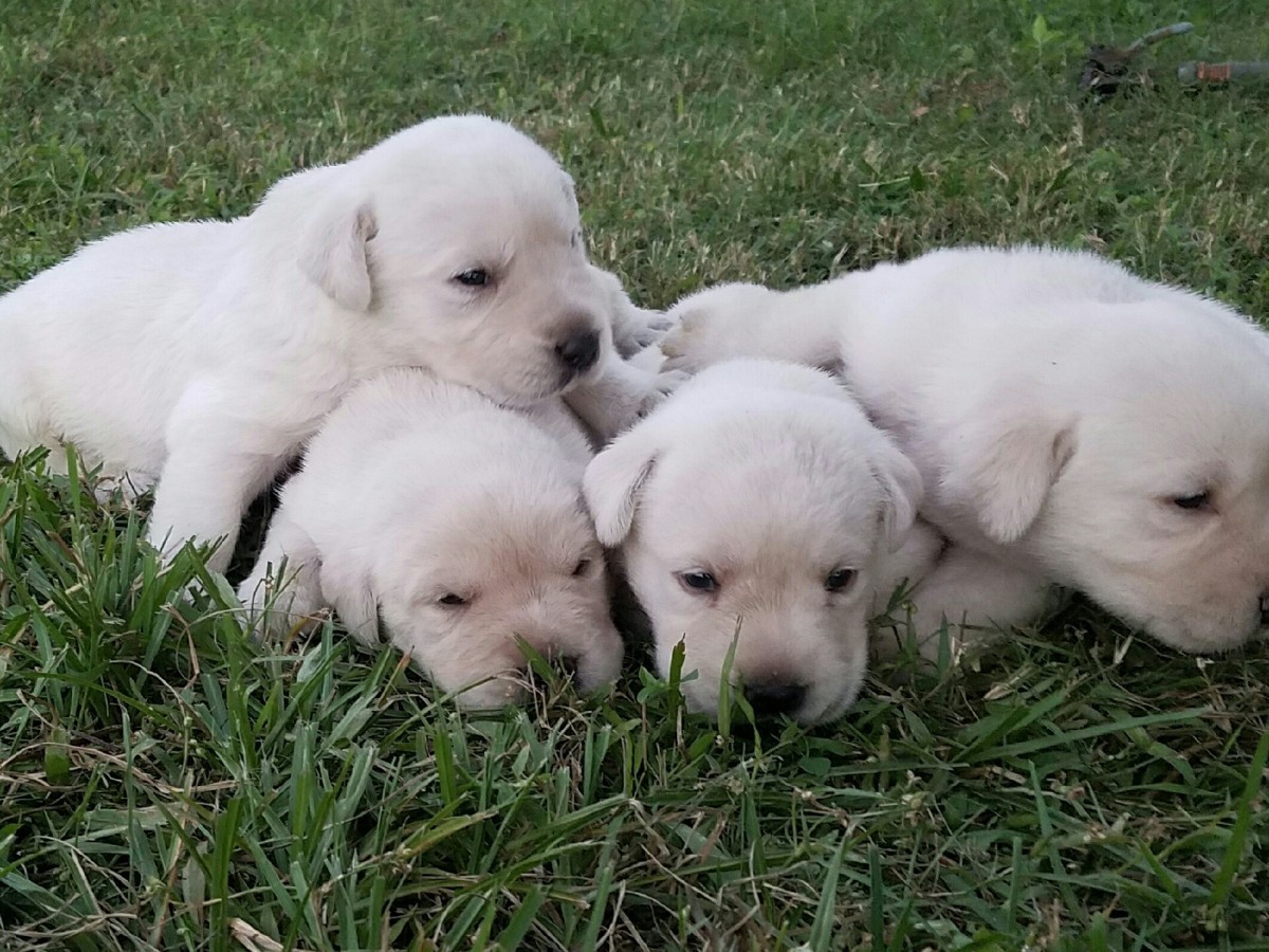 Labrador Retriever Puppies For Sale | Lakeland, FL #168282