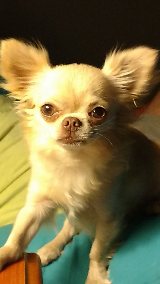 Long Haired Chihuahua Puppies For Sale Live Oak, FL 264485