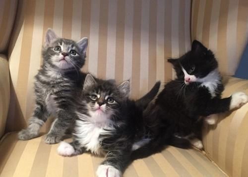 Maine Coon Cats For Sale | San Antonio, TX #153007