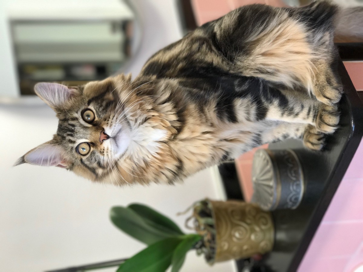 Maine Coon Cats For Sale Plymouth, MI 181813 Petzlover