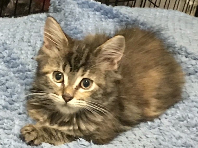 Maine Coon Cats For Sale Los Angeles, CA 253185