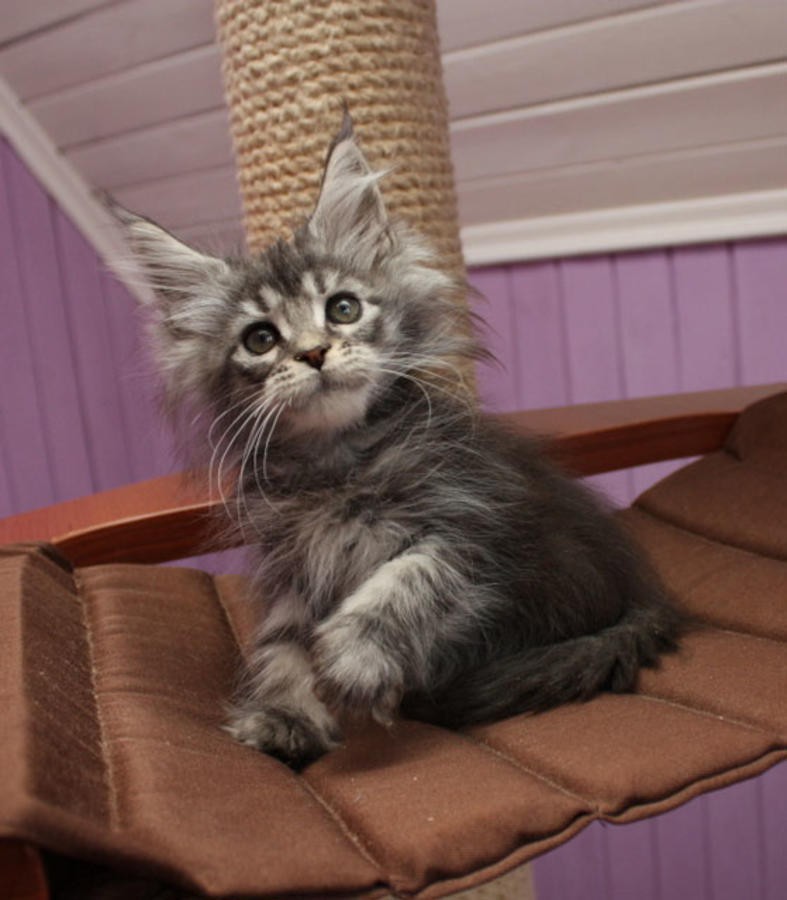 Maine Coon Cats For Sale | Manhattan, NY #262825 | Petzlover