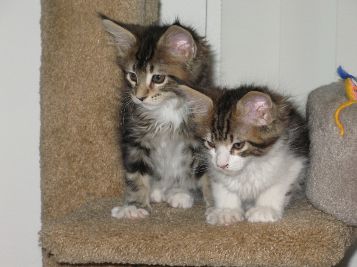 Maine Coon Cats For Sale Dallas, TX 269512 Petzlover