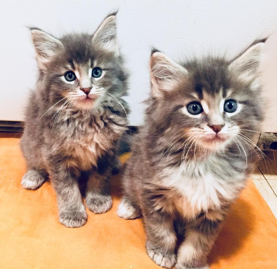 Maine Coon Cats For Sale Portland, OR 272475 Petzlover