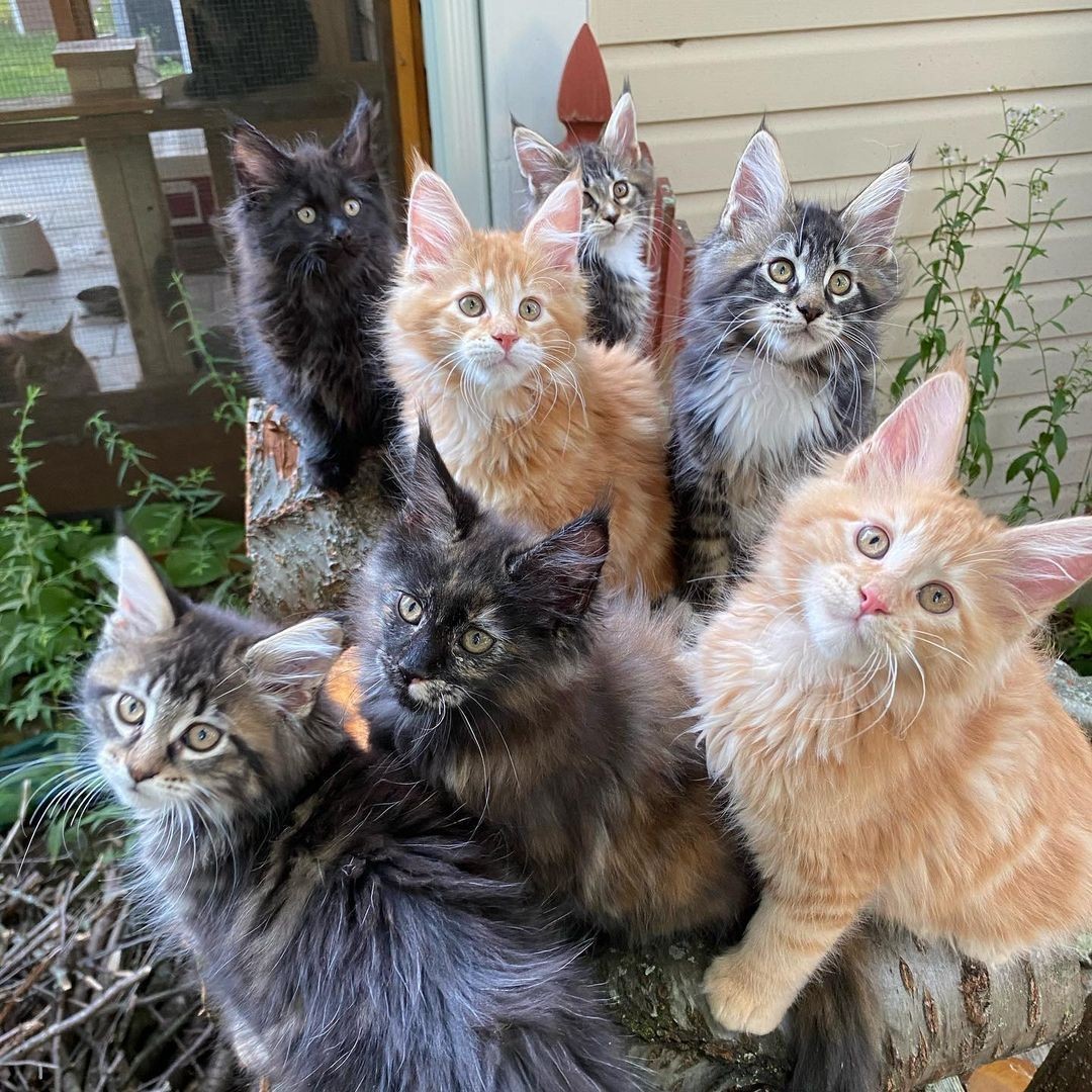 Maine Coon Cats For Sale California City, CA 350385