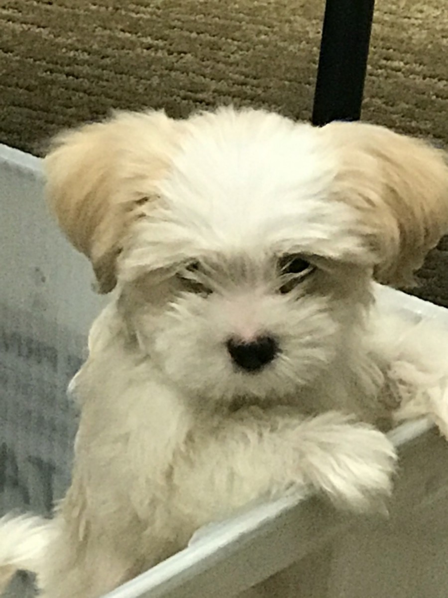 MalShi Puppies For Sale Naples, FL 223516 Petzlover