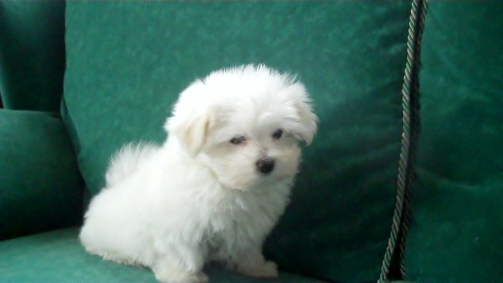 Maltese Puppies For Sale | Columbus, GA #65224 | Petzlover