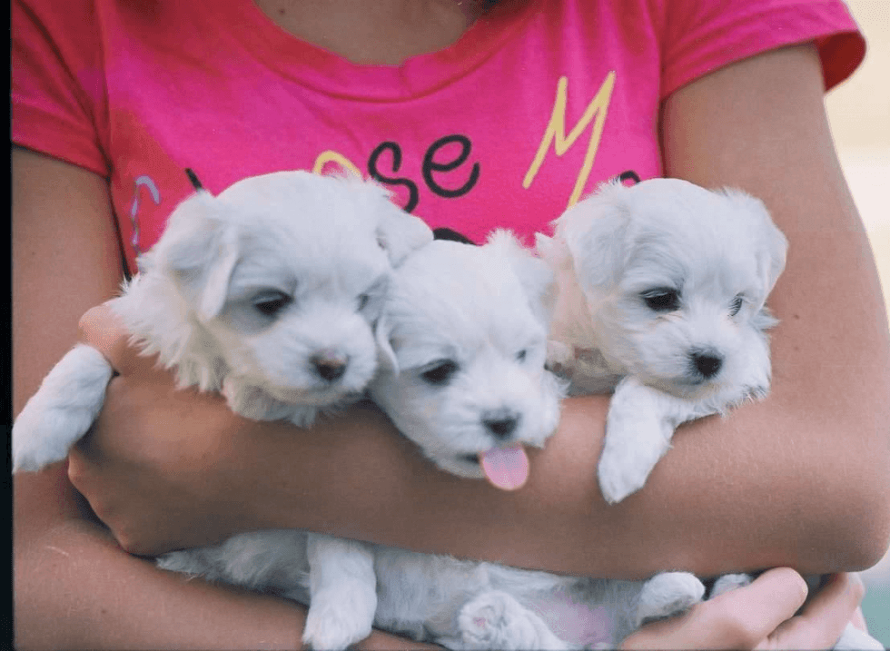 "Maltese" Puppies For Sale San Jose, CA #89618 Petzlover
