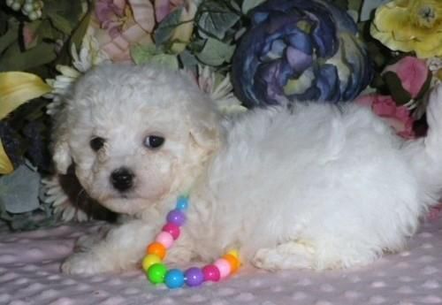 Maltese Puppies For Sale | Huntsville, AL #109152