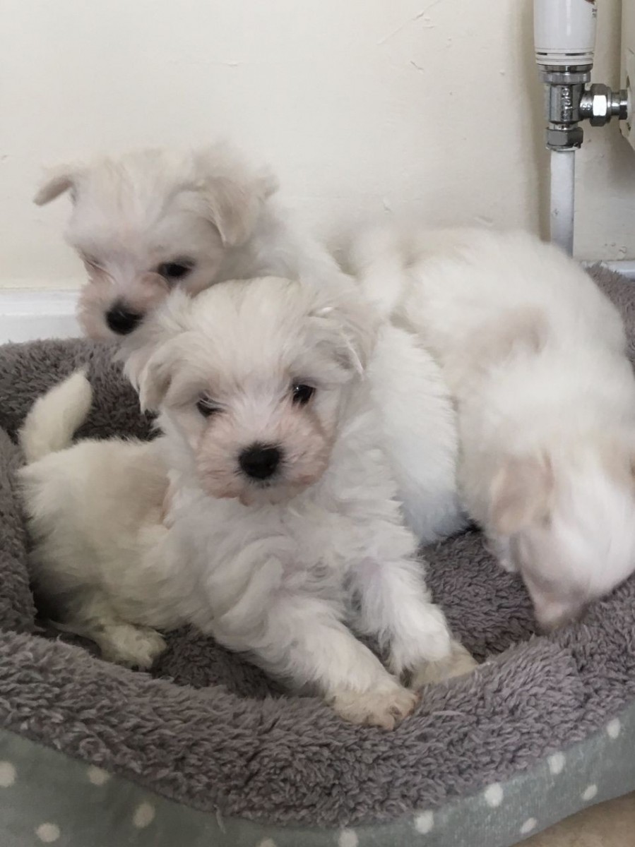 Maltese Puppies For Sale Michigan Avenue, MI 265154
