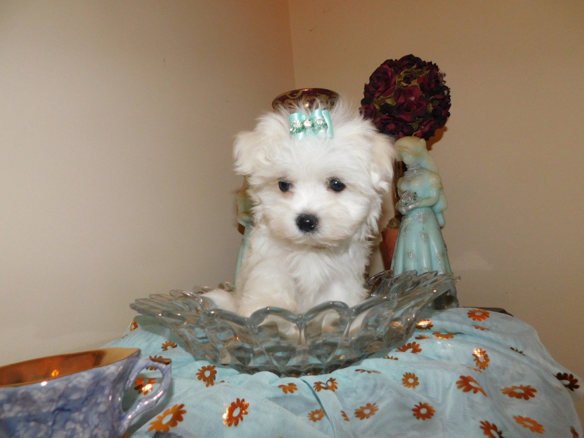 Maltese Puppies For Sale Atlanta, GA 275036 Petzlover