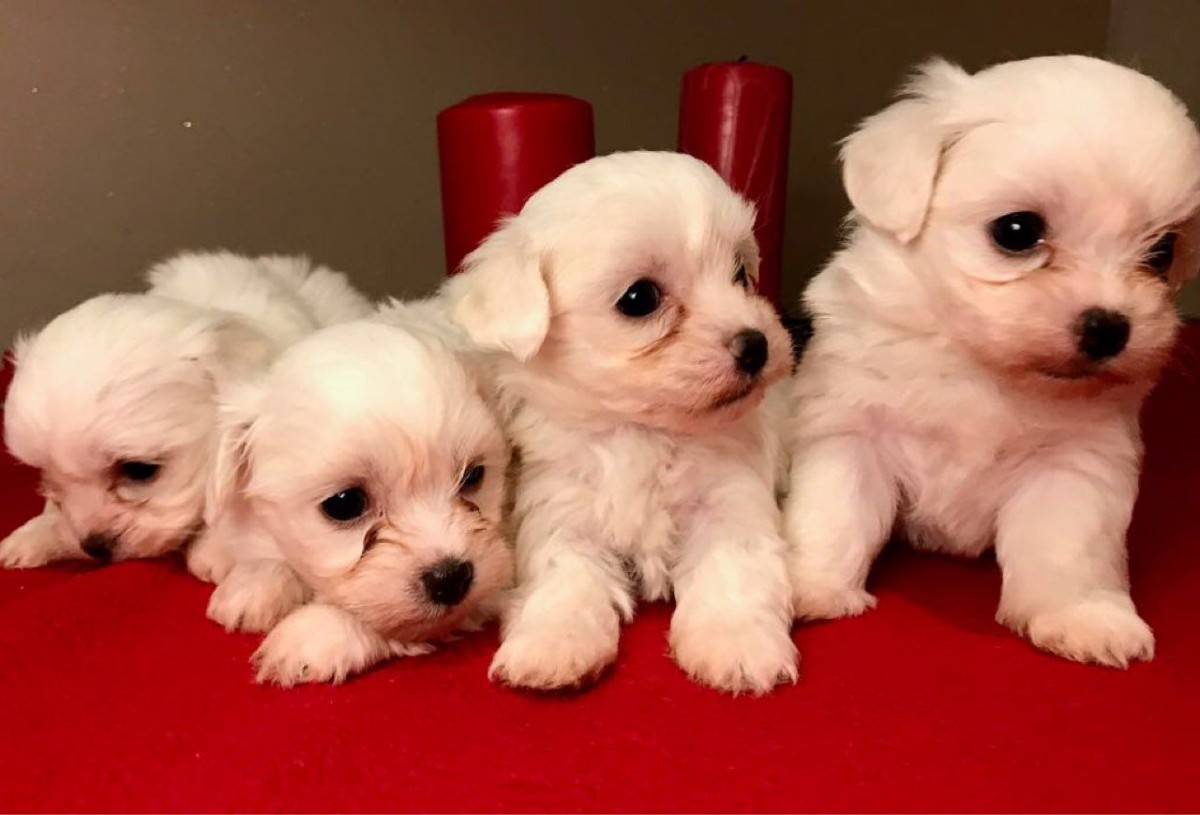 "Maltese" Puppies For Sale | Colorado Springs, CO #278507