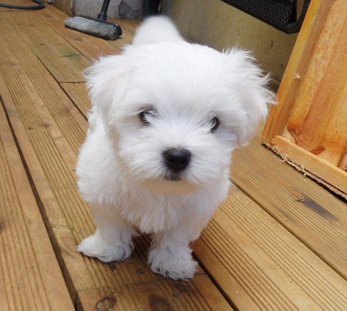 Maltese Puppies For Sale New Jersey 17, NJ 295185