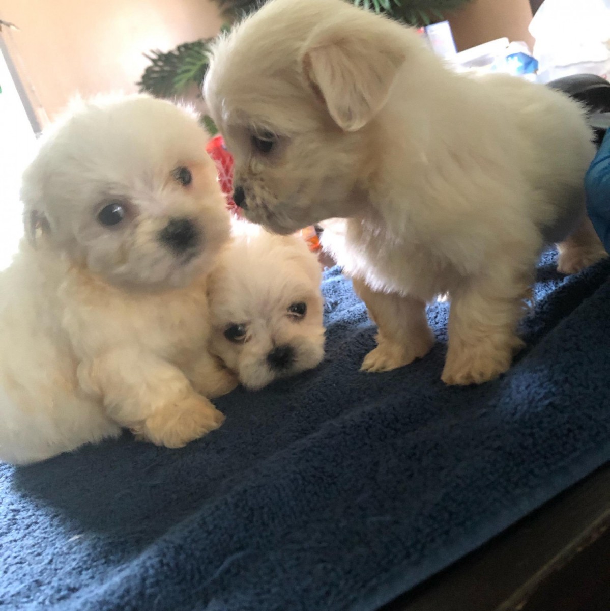 Maltese Puppies For Sale Detroit, MI 300722 Petzlover