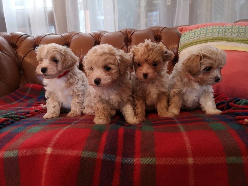 "Maltipoo" Puppies for sale in Highway 11, on from top br...