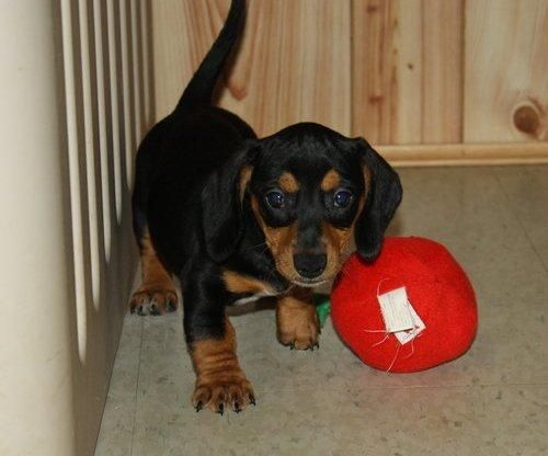 Miniature Dachshund Puppies For Sale Chicago, IL 69617