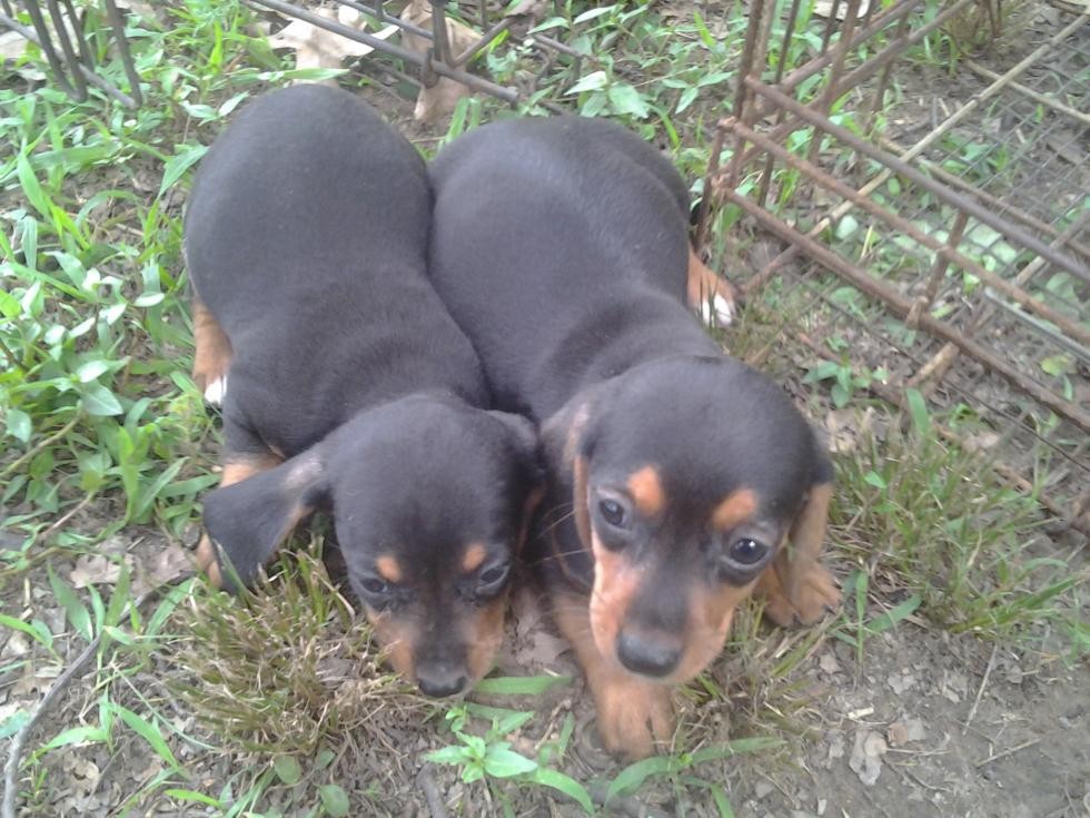 Miniature Dachshund Puppies For Sale Harrisburg, IL 82159
