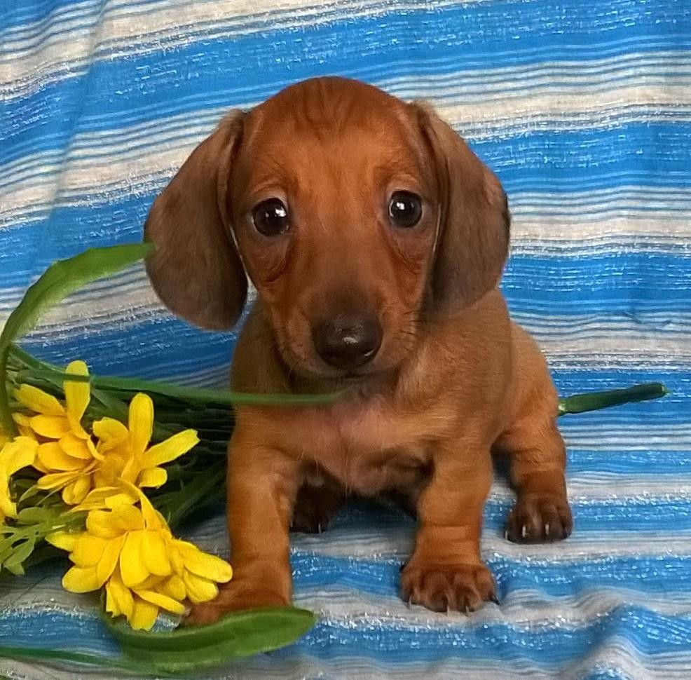 Miniature Dachshund Puppies For Sale Canton, OH 150383