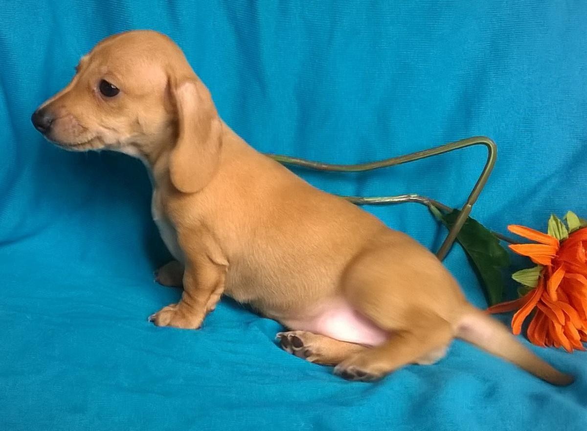 Miniature Dachshund Puppies For Sale Canton, OH 150535