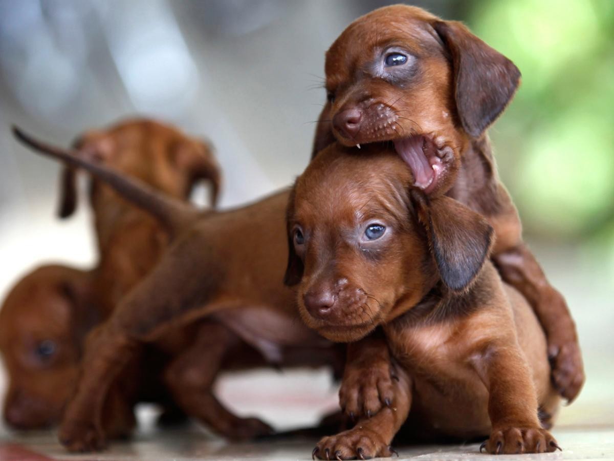 Miniature Dachshund Puppies For Sale Reno, NV 152637