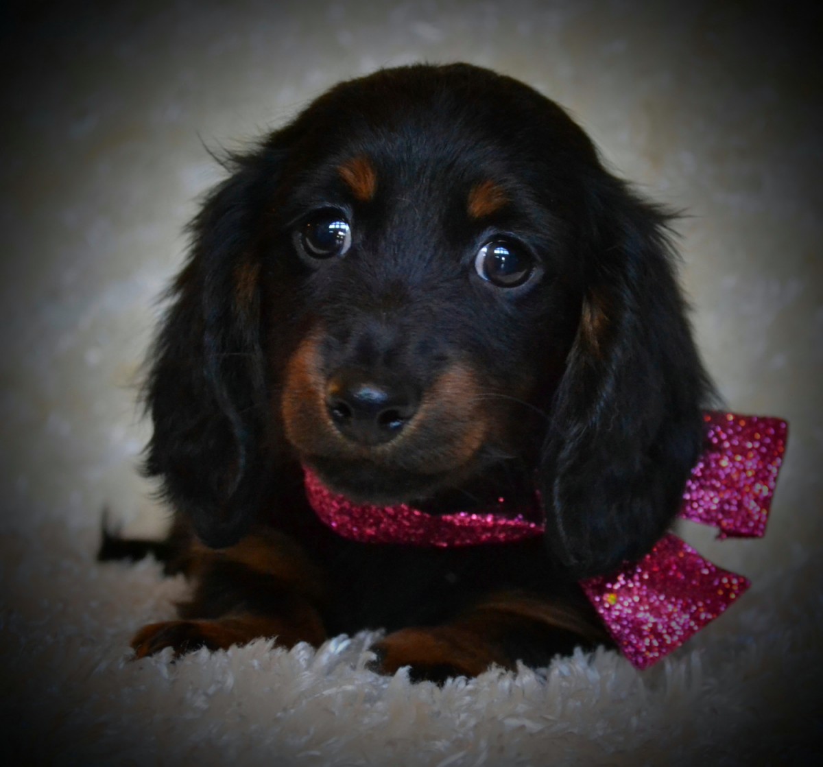 Miniature Dachshund Puppies For Sale Maple Lake, MN 186126