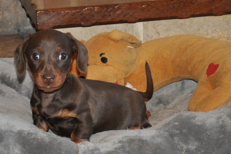 Miniature Dachshund Puppies For Sale Massachusetts