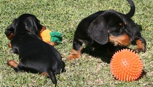 Miniature Dachshund For Sale in Oklahoma (4) Petzlover