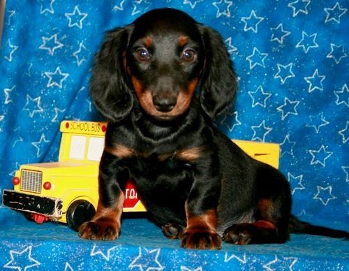 Miniature Dachshund Puppies For Sale Fairfax, VA 269420