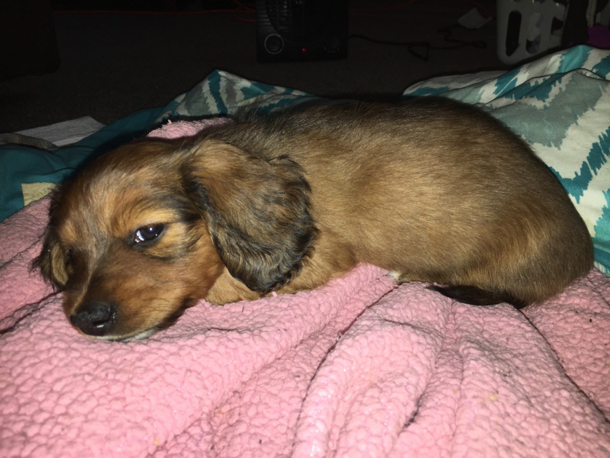Miniature Dachshund Puppies For Sale Erie, PA 272795