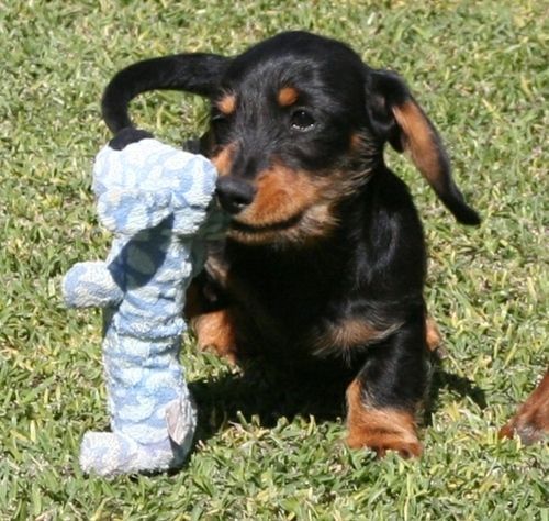 Miniature Dachshund For Sale in Illinois (10) Petzlover