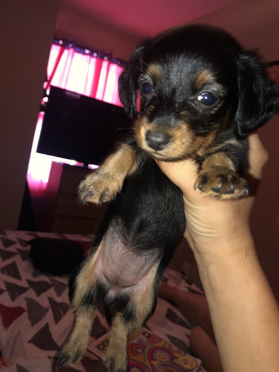 Miniature Dachshund Puppies For Sale Mesa, AZ 303222
