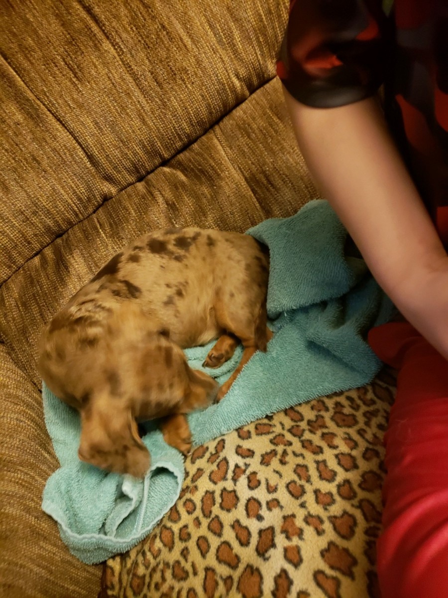 Miniature Dachshund Puppies For Sale Fort Dodge, IA 307257
