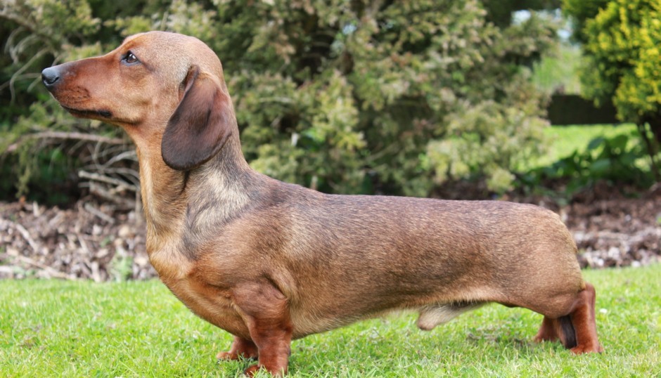 Miniature Dachshund For Sale in Connecticut (10) Petzlover