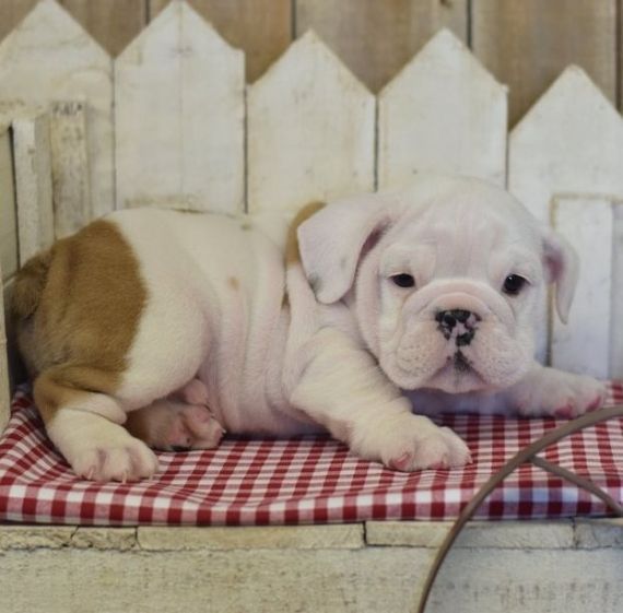 Miniature English Bulldog Puppies For Sale Mound, MN 205939