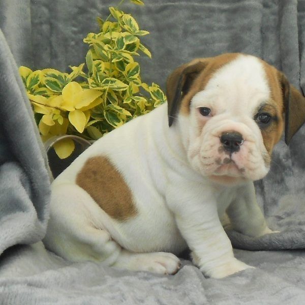 Miniature English Bulldog Puppies For Sale Canton, OH