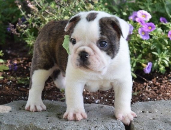 Miniature English Bulldog Puppies For Sale West Palm