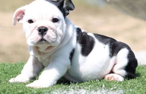 Miniature English Bulldog Puppies For Sale Detroit, MI