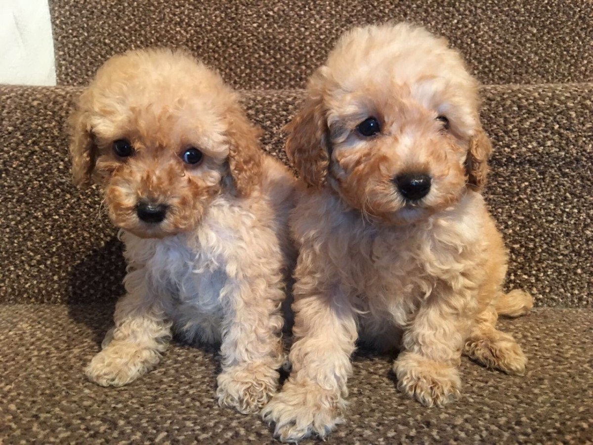 Miniature Poodle Puppies For Sale Seattle, WA 192177