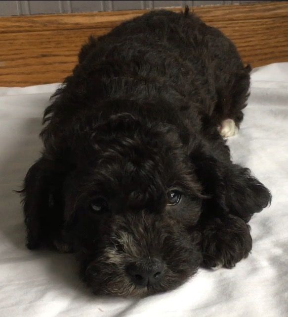 Miniature Schnauzer Puppies For Sale | Canton, OH #183363