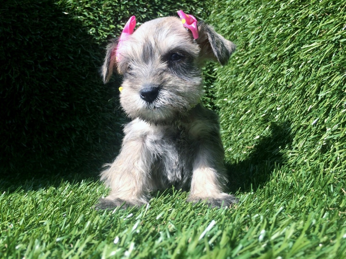 Page 2 - Miniature Schnauzer For Sale in San Diego County ...