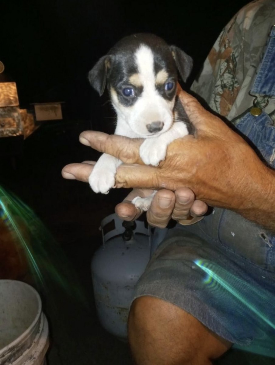 "Mountain Feist" Puppies For Sale | Willow Spring, NC #379988