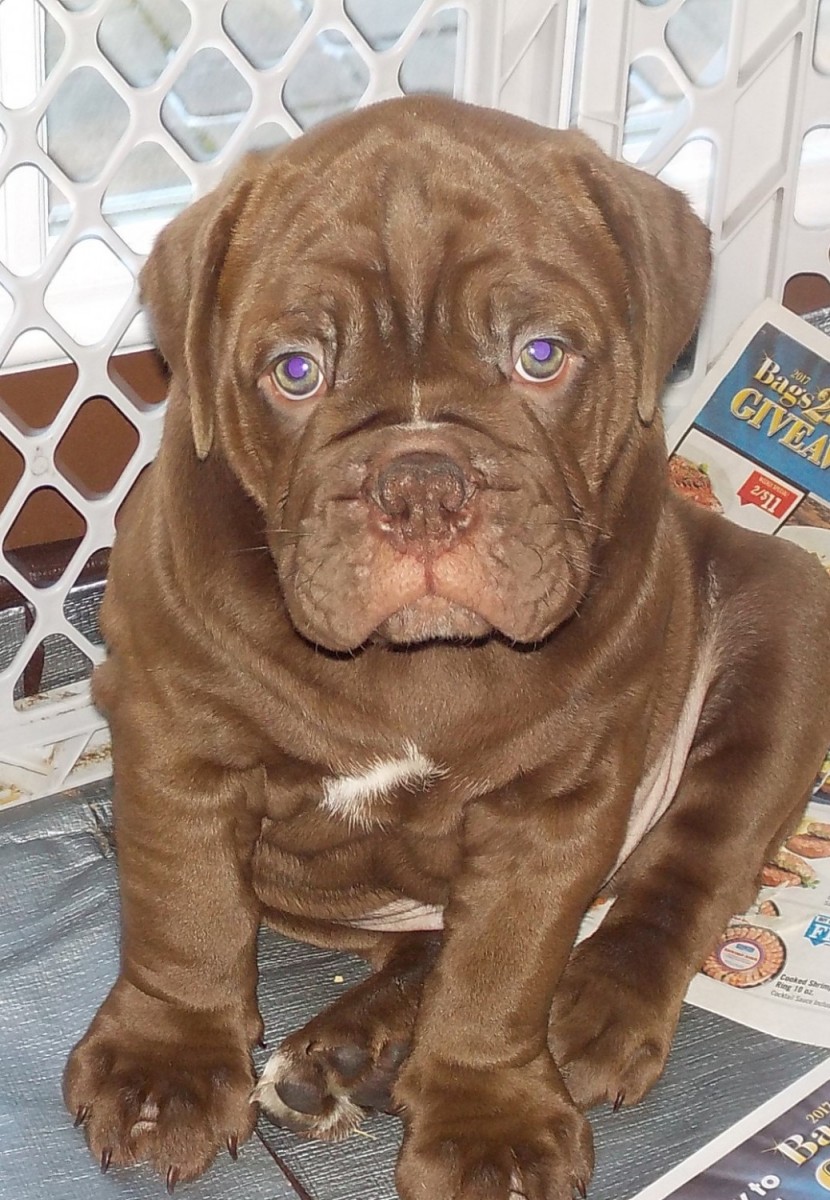 Old English Bulldog Puppies For Sale Athens, PA 185080
