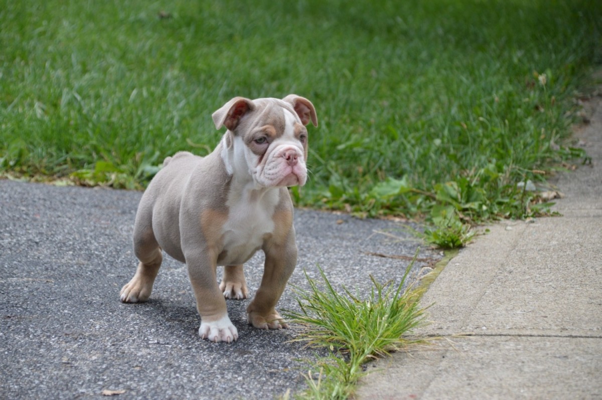 Old English Bulldog Puppies For Sale Columbus, OH 230011