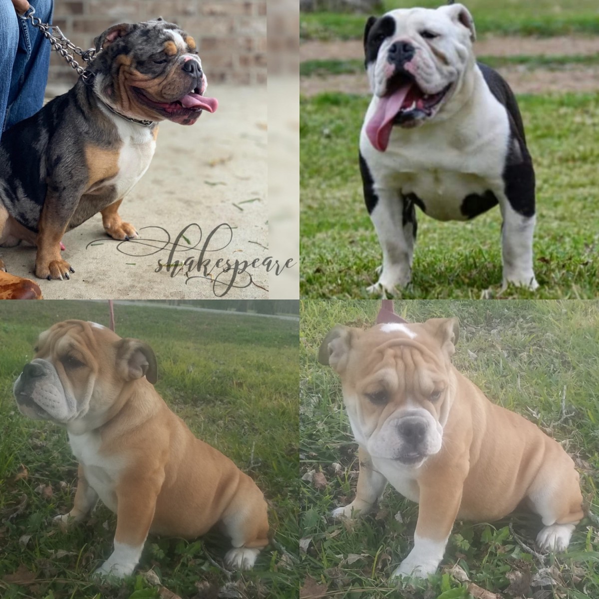 Old English Bulldog Puppies For Sale Humble, TX 284971