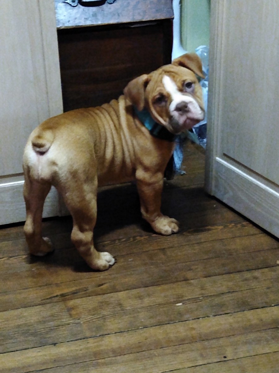 Old English Bulldog Puppies For Sale Confluence, PA 312929