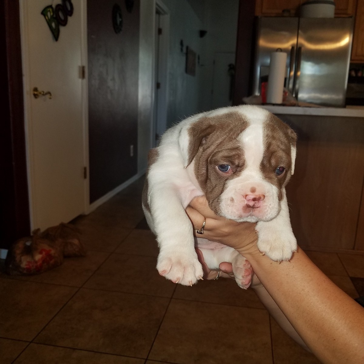 Old English Bulldog Puppies For Sale Tucson, AZ 338816