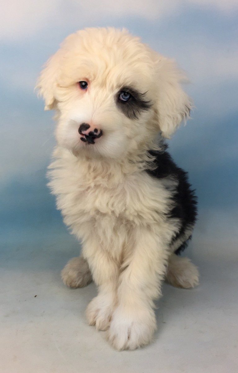 Old English Sheepdog Puppies For Sale Canton, OH 178734